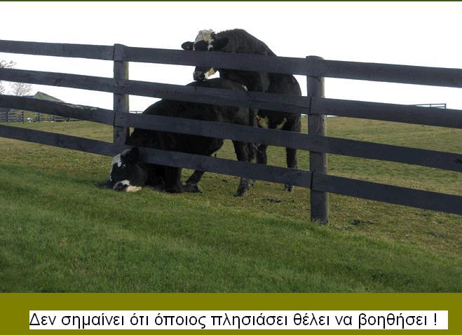 cow2.jpg